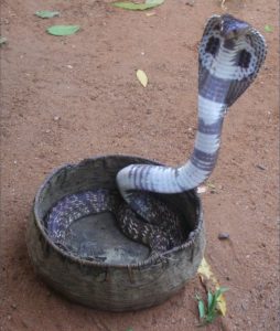 Cobra