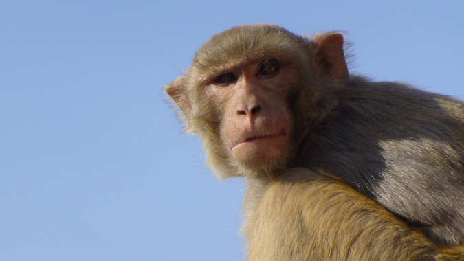 Un des macaque visitant régulièrement notre terrasse